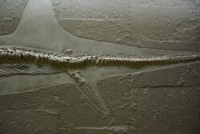 Thursday 15 July, 2010 &nbsp;  All ichthyosaurs, including the earliest, had fin-like limbs. In adapting to the aquatic environment  the limbs changed over time. The bones of the forelimbs shortened and widened as a result of evolutionary changes : 2010-07-16 Claus