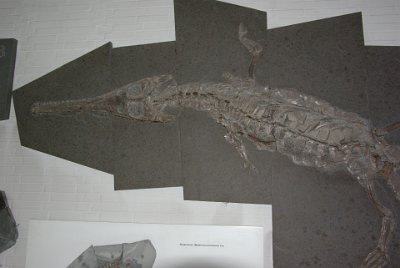 Thursday 15 July, 2010 &nbsp;  A Fossilised crocodile found in the Holzmaden quarries.  All fossils in the museum were found within the past 100 years. : 2010-07-16 Claus