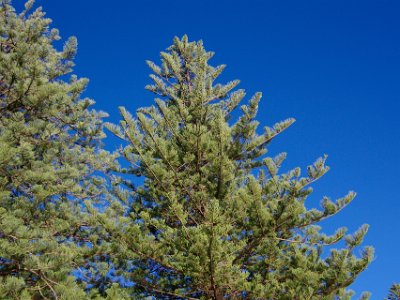 The Norfolk Island pines flourish in the clean air. : anniversary no 36