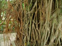 Thursday 10 October 2013  I go for a walk through the tropical gardens of  KLCC Park and see this banyan tree. Banyan trees surround a support tree with a mesh of roots that sometimes kills the support tree. The support tree eventually rots away leaving a hollow central core that provides shelter for many jungle animals. : Sepang