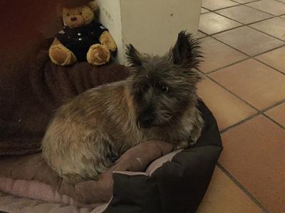 Tuesday 24 November 2015  - Biot  France Harry after his haircut-not a happy chappy