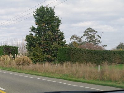 Day 1 - 40th Anniversary trip to NZ   A point of interest is the huge hedges that the farmers grow as wind breaks.  They plant pine trees about 1 metre apart and they grow very tall and knit together.   What’s even more fascinating is that they trim them flat on the sides and at the top. This is probably to encourage them to grow like bushes and knit together.