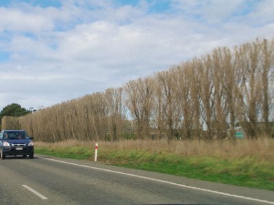 Day 2 - 40th Anniversary trip to NZ  Wind must be a problem in NZ.  I think this row of trees is poplars.  To me, it's disappointing that the settlers destroyed so much of NZ's natural flora and replaced it with their own British stuff.