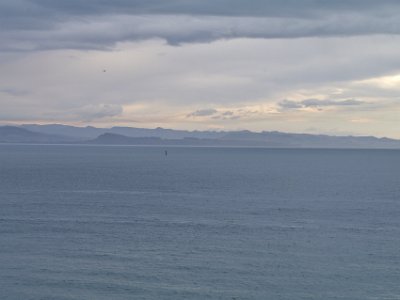 Day 3 - 40th Anniversary trip to NZ  The Wandering Albatross is the largest of the species followed by the Southern Royal Albatross both of which patrol the southern oceans.