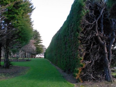 Day 3 - 40th Anniversary trip to NZ  We need the walk so we plot a route through Otakaro Park. After  about 15 minutes we're half way there. Of concern is the extreme cold and the rain or snow clouds that are hanging about in the distance. I think this windbreak is grown from  Monterey cypress which is a species of cypress native to the Central Coast of California.  The other common tree used for this purpose in NZ is pinus radiata.