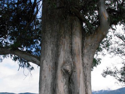 Day 4 - 40th Anniversary trip to NZ  This huge tree is by the lake and it is probably not one of NZ's native species.  I think it may be a good old Aussie eucalypt which flourish in NZ.