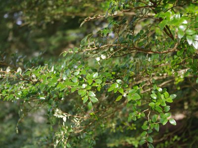 Day 5 - 40th Anniversary trip to NZ  These are called beech even though they aren’t really beech (fagus); they are evergreens but they look like beech from a distance. In fact, and amusingly, their botanical name is  Nothofagus  meaning not fagus