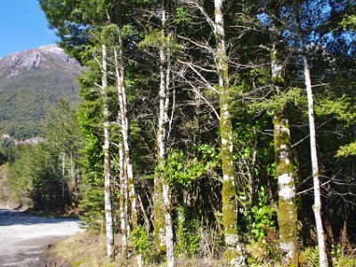 Day 5 - 40th Anniversary trip to NZ  There is a small stand of Beech at the dock that is part of the rehabilitation scheme. We now travel by road over the Wilmot Pass to Doubtful Sound.