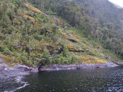 Day 5 - 40th Anniversary trip to NZ  NZ now has a rabbit problem (not carnivorous) AND a stoat problem (carnivorous) AND the national symbol in danger of extinction.