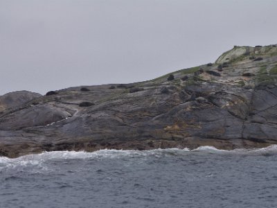 Day 5 - 40th Anniversary trip to NZ  Being so calm, the boat is able to get within a couple of hundred metres of one of the Shelter Islands Group at the entrance to the sound. These islands are home to a colony of seals (actually sea lions).  They were once hunted nearly to extinction but they are recovering now.