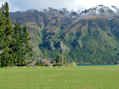 Day 6 - 40th Anniversary trip to NZ  After an hour or so of easy driving we arrive at the Southern tip of Lake Wakapitu. Interesting country this, the eroding mountains fill in the  valleys to provide perfectly flat farming landscapes.   There are small clumps of native trees on the mountains beyond, probably podocarp and beech.