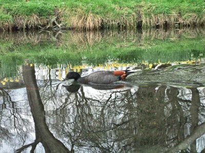 Day 8 - 40th Anniversary trip to NZ -  Punting on the Avon   This is a male Paradise shelduck and it is endemic to NZ. It is NZ's most abundant native duck and is widely distributed throughout the country.