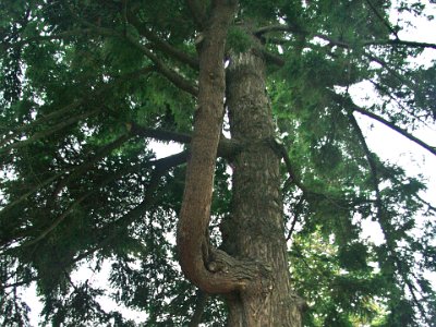 Day 8 - 40th Anniversary trip to NZ -  Jeff visits the Botanical Gardens   There is a range of North American west coast trees here that are well established.  This is a douglas fir; also called oregon pine  belonging to the psuedotsuga genus.  It is a pine and part of the Pinales (Conifers) order.