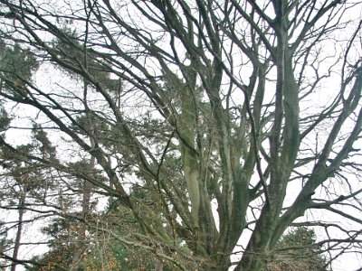 Day 8 - 40th Anniversary trip to NZ -  Jeff visits the Botanical Gardens   This is a European purple beech.  Early explorers mistook this species as being the same as one of NZ's native species and named them so. Only problem is that the native tree is an evergreen.