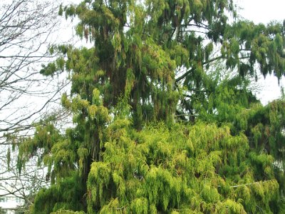 Day 8 - 40th Anniversary trip to NZ -  Jeff visits the Botanical Gardens   This is a real NZ article - a rimu. The rimu is a member of the podocarp family and is a dioecious conifer. Dioecious means there are ‘male’ and ‘female’ trees.  This is different to most conifers, which tend to have both male (pollen) and female (seed) cones on the same tree.