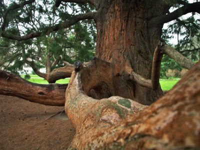 Day 8 - 40th Anniversary trip to NZ -  Jeff visits the Botanical Gardens   This is the inside of the sequoiadendron giganteum or giant sequoia.  It was planted by the Duke of Edinburgh in 1869 and is therefore nearly 150 years old.  Some trees in California are 2000 years old and are the world's oldest living things.