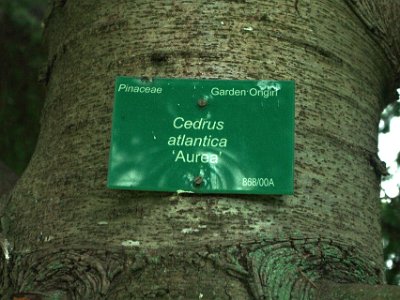 Day 8 - 40th Anniversary trip to NZ -  Jeff visits the Botanical Gardens   Cedrus atlantica, the atlas cedar, is native to the Atlas Mountains of Morocco and the Tell Atlas in Algeria. The atlas cedar is a large coniferous evergreen tree that can grow to  30–35 m tall. It is very similar in all characteristics to the other varieties of Lebanon cedar and differences are hard to discern.