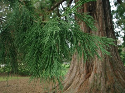 Day 8 - 40th Anniversary trip to NZ -  Jeff visits the Botanical Gardens   The needlelike foliage of the western hemlock.