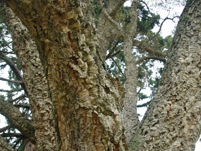 Day 8 - 40th Anniversary trip to NZ -  Jeff visits the Botanical Gardens   Quercus suber, the cork oak, is a medium-sized, evergreen oak tree.  It is the primary source of cork for wine bottle stoppers and other uses, such as cork flooring. It is native to southwest Europe and northwest Africa.