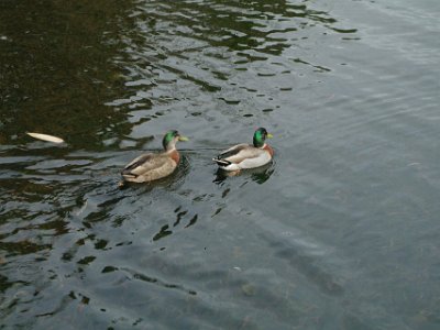 Day 8 - 40th Anniversary trip to NZ -  Jeff visits the Botanical Gardens   These ducks are male and female mallards. The NZ mallard population is derived from 17 small importations from England between 1870 and 1930, and two later imports from the USA. Acclimatisation Societies subsequently bred and released over 30,000 mallards throughout NZ until 1974. By this time the mallard had become the most common waterfowl in the country. Fish & Game NZ estimate that approximately 500,000 mallards are shot each year (thus ensuring the survival of the species. Weird eh?).