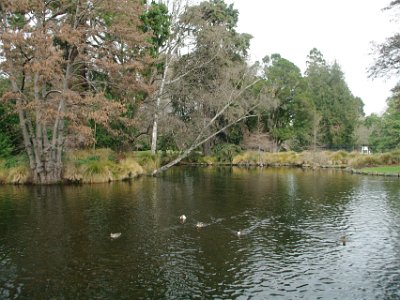 Day 8 - 40th Anniversary trip to NZ -  Jeff visits the Botanical Gardens   This lovely lake is near a park entrance and the conservatories.