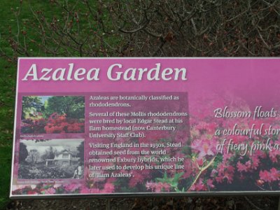 Day 8 - 40th Anniversary trip to NZ -  Jeff visits the Botanical Gardens   Actually, azaleas are botanically classified as rhododenrons.