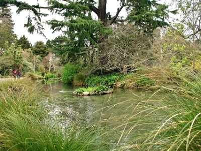 Day 8 - 40th Anniversary trip to NZ -  Jeff visits the Botanical Gardens   This lake is part of the Azelea and Magnolia Gardens.