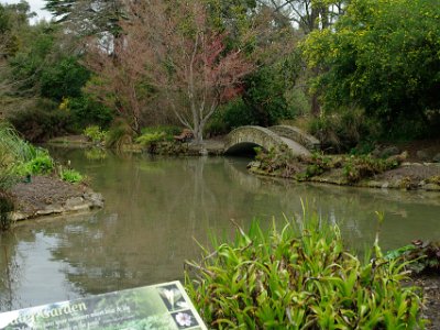 Day 8 - 40th Anniversary trip to NZ -  Jeff visits the Botanical Gardens   This is the Water Garden on the western edge of the Botanical Gardens.  That stone bridge is a favourite photo spot for newly married couples.