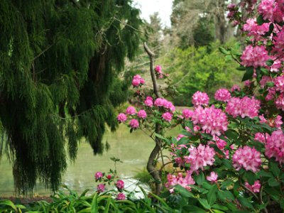 Day 8 - 40th Anniversary trip to NZ -  Jeff visits the Botanical Gardens   The Water Garden is situated with a backdrop of mature trees and shrubs. These plantings provide the necessary shelter from wind, but are distant enough to prevent excessive shading and root competition.