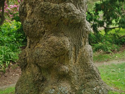 Day 8 - 40th Anniversary trip to NZ -  Jeff visits the Botanical Gardens   Near the water gardens is this tulip tree from the USA.  It looks like a monster tree that comes to life on dark windy nights and scares little children in their beds.