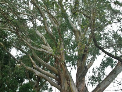 Day 8 - 40th Anniversary trip to NZ -  Jeff visits the Botanical Gardens   The first thing I see is a Eucalypt, a NZ Blue Gum.  NZ?  Yes.  It is a cross with other Eucalypt species developed in NZ in the 1920’s. The original stock is Australian.