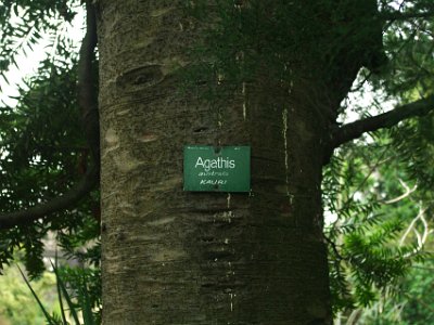 Day 8 - 40th Anniversary trip to NZ -  Jeff visits the Botanical Gardens   Finally, I see the magnificent kauri.  Agathis australis is a coniferous tree found north of 38°S in the northern districts of New Zealand's North Island.  Kauri are among the world's mightiest trees, growing to over 50 m tall, with trunk girths up to 16 m and living for over 2,000 years.