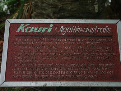 Day 8 - 40th Anniversary trip to NZ -  Jeff visits the Botanical Gardens    The Kauri is one of the most magnificent timber trees known, but unfortunately resources are now seriously depleted. It grows naturally from North Cape to Kawhia and the Bay of Plenty. In the Kauri forests clean, erect trunks rise up to 20 metres without a branch and the tree may grow to between 30-60 metres.  In cultivation, trees retain their branches to ground level. The timber is excellent, being durable, long, light and straight grained, it is easily worked and with a smooth silky finish. Kauri is one of the best boat building timbers known and was much prized for spar making in early sailing days.