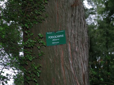 Day 8 - 40th Anniversary trip to NZ -  Jeff visits the Botanical Gardens    In its natural state, a podocarp forest can be lush with a dense undergrowth of shrubs, ferns and tree ferns. The few precious remnants of forest which survive often contain the highest diversity of plants and animals in the region. They are a left-over from an ancient forested time.   NZ Dept of Conservation.