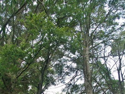 Day 8 - 40th Anniversary trip to NZ -  Jeff visits the Botanical Gardens    Beech forests are the largest remaining indigenous forest type in New Zealand, mainly because beech forests are found on mountainous land not generally regarded as the best for agriculture.  NZ Dept of Conservation