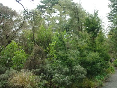 Day 8 - 40th Anniversary trip to NZ -  Jeff visits the Botanical Gardens    The native flora of NZ is unique as it evolved in isolation for millions of years. 80% of our trees, ferns and flowering plants are endemic (found only in New Zealand).  About 10–15% of the total land area of NZ is covered with native flora, from tall kauri and kohekohe forests to rainforest dominated by rimu, beech, tawa, matai and rata; ferns and flax; dunelands with their spinifex and pingao; alpine and subalpine herb fields; and scrub and tussock.   NZ Dept of Conservation