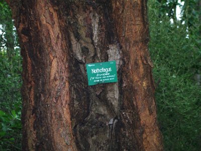 Day 8 - 40th Anniversary trip to NZ -  Jeff visits the Botanical Gardens   The Nothofagus genus is distributed on parts of the old supercontinent Gondwana: Australia, New Guinea, New Zealand, New Caledonia, Argentina and Chile. Fossils show that the genus originated on the supercontinent.