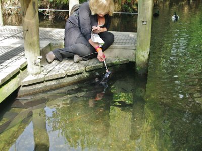 Day 8 - 40th Anniversary trip to NZ -  Willowbank Wildlife Reserve   Jenni feeds a tame eel.  Tame eel?  I never knew there were such things.