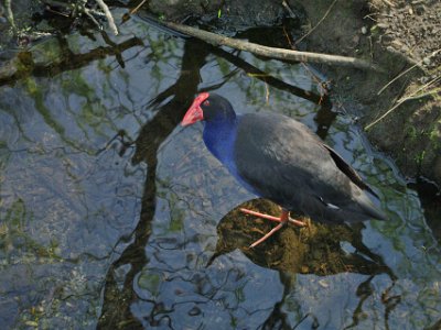 Day 8 - 40th Anniversary trip to NZ -  Willowbank Wildlife Reserve   This is the Australasian swamp hen which occurs in eastern Indonesia, the Moluccas, Aru and Kai Islands, PNG, Australia and NZ where it is known as the pūkeko.  It is not endangered and numbers in NZ are plentiful.