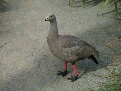 Day 8 - 40th Anniversary trip to NZ -  Willowbank Wildlife Reserve   This Cape Barren Goose wanders freely in this section of the park. The species is named for Cape Barren Island, where European explorers first sighted it; they are one of the rarest of the world's geese.   Their ability to drink salt or brackish water allows numbers of geese to remain on offshore islands all year round.