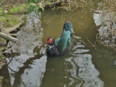 Day 8 - 40th Anniversary trip to NZ -  Willowbank Wildlife Reserve   I can't find anything about this duck. It does not appear to be a NZ native bird. Maybe one day?