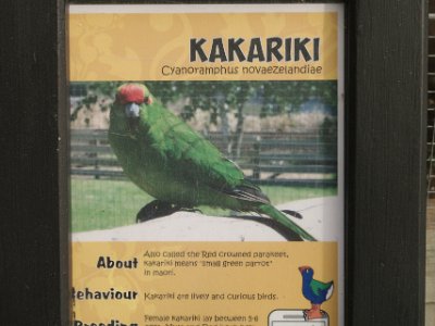 Day 8 - 40th Anniversary trip to NZ -  Willowbank Wildlife Reserve   During the 1800s, kakariki were common and at times flocks would emerge from forests to feed on grain and fruit crops. Farmers and orchardists considered them pests and shot thousands of the birds in an attempt to protect their harvests. Culling and destruction of their old-growth forest habitat were primary reasons for the birds’ near demise.  Today, attacks by introduced predators such as mustelids (weasel family) and rats are the main threat to kakariki.