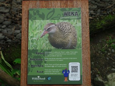 Day 8 - 40th Anniversary trip to NZ -  Willowbank Wildlife Reserve   The weka is one of NZ's iconic large, flightless bird species and is a member of the rail family.  Weka are sturdy brown birds, about the size of a chicken, that feed mainly on invertebrates and fruit.   Its conservation status is Vulnerable.