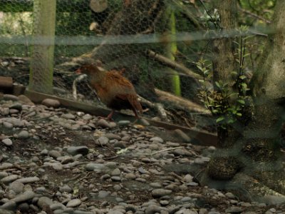 Day 8 - 40th Anniversary trip to NZ -  Willowbank Wildlife Reserve   Weka are charismatic birds that are often attracted to human activity. This makes an encounter with a weka a wildlife highlight for many people as the curious bird searches for any food item that the intruder might bring. It is a different story for people who live alongside weka; they need to be on guard as the weka may raid vegetable gardens, pilfer poultry food and eggs and even steal a dog's food from its bowl.