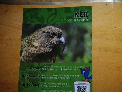 Day 8 - 40th Anniversary trip to NZ -  Willowbank Wildlife Reserve   Keas, like many other native birds, have suffered from introduced predators. Keas are particularly vulnerable because they nest in holes in the ground that are easy to find and easy to get in to.