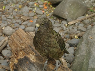 Day 8 - 40th Anniversary trip to NZ -  Willowbank Wildlife Reserve   The kea was once killed for bounty because of sheep farmers' concerns that it attacked livestock. The Kea received full protection in 1986. Kea can solve logical puzzles, such as pushing and pulling things in a certain sequence to get to food. They will work together to achieve an objective and have been filmed preparing and using tools.