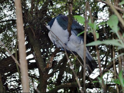 Day 8 - 40th Anniversary trip to NZ -  Willowbank Wildlife Reserve   NZ pigeons are frugivorous, primarily eating fruits from native trees. They play an important ecological role, as they are the only birds capable of eating the largest native fruits and drupes and thus spreading the seeds intact. While fruit comprises the major part of their diets, the Kereru also browses on leaves and buds, especially nitrogen rich foliage during breeding.