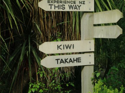 Day 8 - 40th Anniversary trip to NZ -  Willowbank Wildlife Reserve   We follow the signs to the Kiwi enclosure and one of NZ's rarest birds, the Takahe.