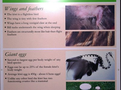 Day 8 - 40th Anniversary trip to NZ -  Willowbank Wildlife Reserve   The Kiwi: Flightless, tiny wings with long claws at end, feathers more like hair, Giant eggs (25% of body weight), Average egg weight 450g, two functioning ovaries like a mammal