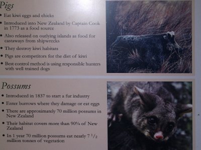 Day 8 - 40th Anniversary trip to NZ -  Willowbank Wildlife Reserve   More enemies: Pigs, possums.  And now . . . (since human arrival 700 ya) 32% native birds extinct, 18% sea birds, 3 of 7 frog species extinct. Kiwi: 200 Ya, millions of kiwi, 50,000 left, numbers dropping 5.8% each year.